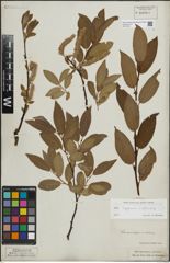 Foto von Salix lapponum L. x Salix silesiaca Willd.